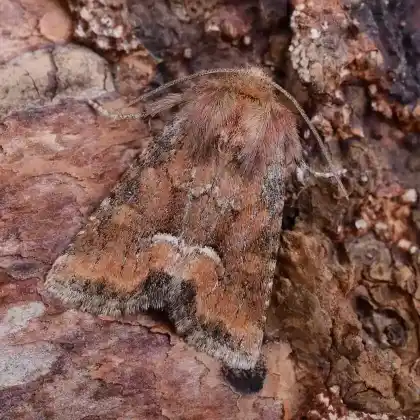 Foto von Moorwiesen-Halmeulchen (Oligia fasciuncula)