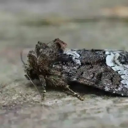 Foto von Gezähntes Halmeulchen (Oligia strigilis)