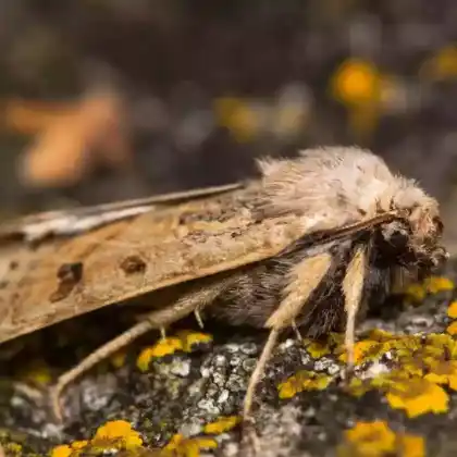 Foto von Westliche Wollschenkeleule (Omphaloscelis lunosa)