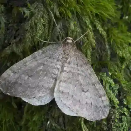 Foto von Kleiner Frostspanner (Operophtera brumata)