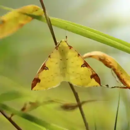 Foto von Gelbspanner (Opisthograptis luteolata)