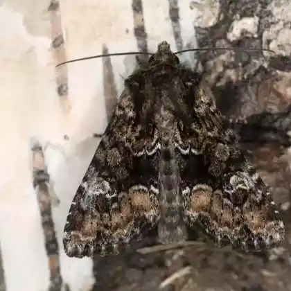 Foto von Waldgraseule (Apamea illyria)