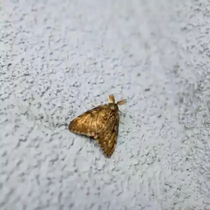 Foto von Schlehen-Bürstenspinner (Orgyia antiqua)