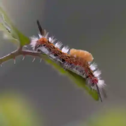 Foto von Eckfleck-Bürstenspinner (Orgyia recens)