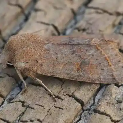 Foto von Rundflügel-Kätzcheneule (Orthosia cerasi)