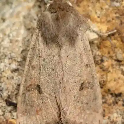 Foto von Kleine Kätzcheneule (Orthosia cruda)