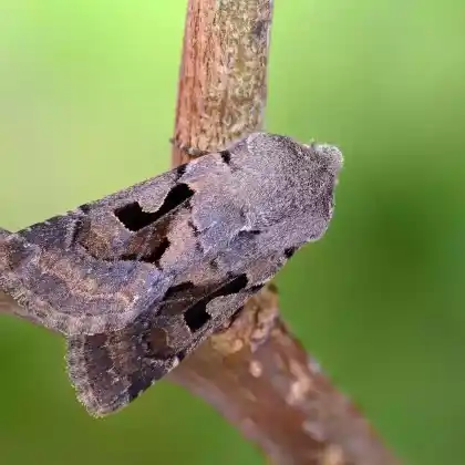 Foto von Gothica-Kätzcheneule (Orthosia gothica)
