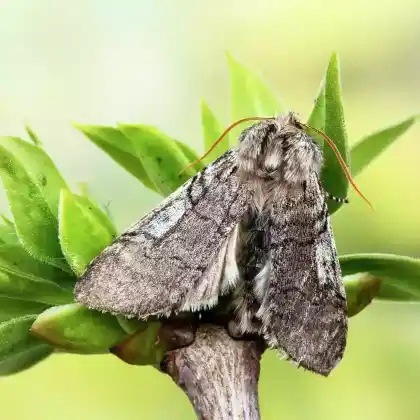 Foto von Rosthörniger Wollbeinspinner (Achlya flavicornis)