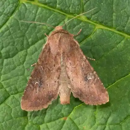 Foto von Heidenrasen-Graseule (Apamea lateritia)