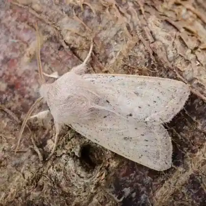 Foto von Spitzflügel-Kätzcheneule (Orthosia gracilis)