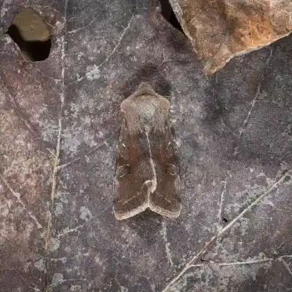 Foto von Variable Kätzcheneule (Orthosia incerta)