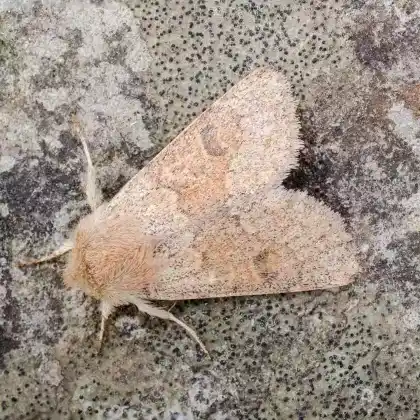 Foto von Rötliche Kätzcheneule (Orthosia miniosa)