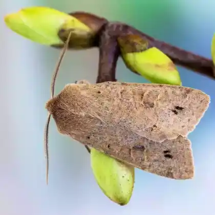 Foto von Zweifleck-Kätzcheneule (Orthosia munda)