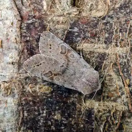 Foto von Pappel-Kätzcheneule (Orthosia populeti)