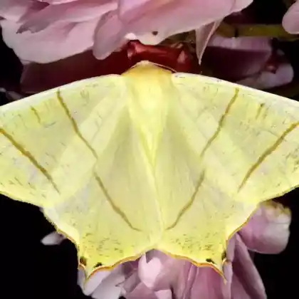 Foto von Nachtschwalbenschwanz (Ourapteryx sambucaria)