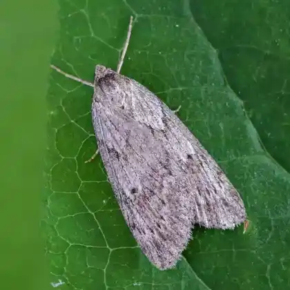 Foto von Schmalflügeliger Heidekrautspanner (Pachycnemia hippocastanaria)