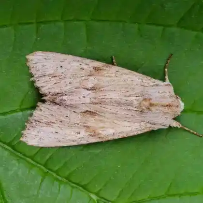 Foto von Trockenrasen-Graswurzeleule (Apamea lithoxylaea)