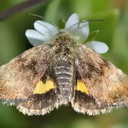 Foto von Hornkraut-Tageulchen (Panemeria tenebrata)