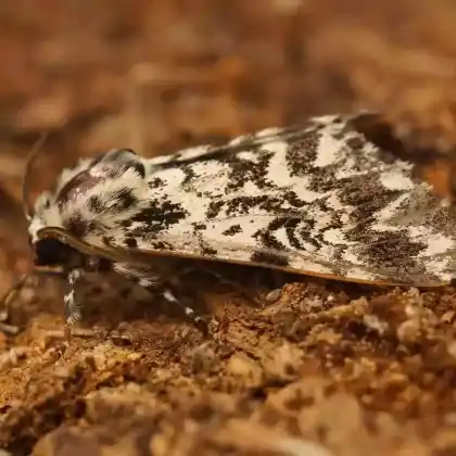 Foto von Klosterfrau (Panthea coenobita)