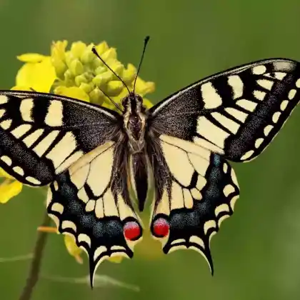 Foto von Schwalbenschwanz (Papilio machaon)