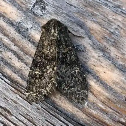 Foto von Geyers Alpen-Graseule (Apamea maillardi)