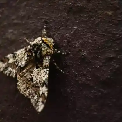 Foto von Kleiner Berberitzenspanner (Pareulype berberata)