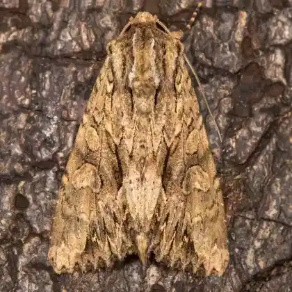 Foto von Waldrasen-Graswurzeleule (Apamea monoglypha)