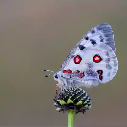 Foto von Apollofalter (Parnassius apollo)