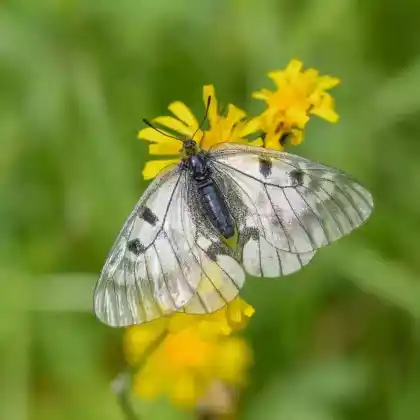 Foto von Schwarzer Apollofalter (Parnassius mnemosyne)