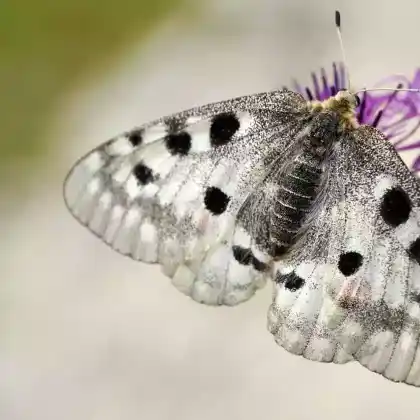 Foto von Hochalpen-Apollofalter (Parnassius phoebus)