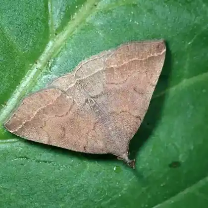 Foto von Steppenheiden-Spannereule (Pechipogo plumigeralis)