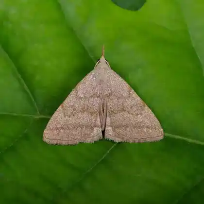 Foto von Bart-Spannereule (Pechipogo strigilata)