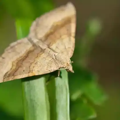 Foto von Melden-Blattspanner (Pelurga comitata)