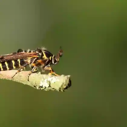 Foto von Himbeer-Glasflügler (Pennisetia hylaeiformis)