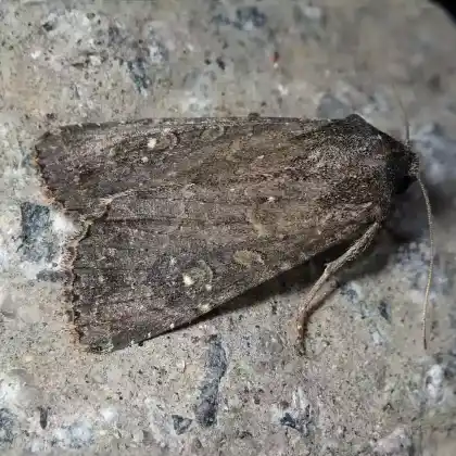 Foto von Haworth-Graswurzeleule (Apamea oblonga)