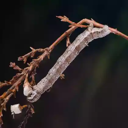 Foto von Heide-Streifenspanner (Perconia strigillaria)