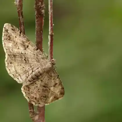 Foto von Rauten-Rindenspanner (Peribatodes rhomboidaria)