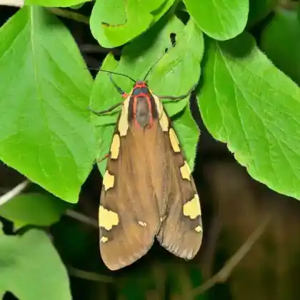 Foto von Augsburger Bär (Pericallia matronula)