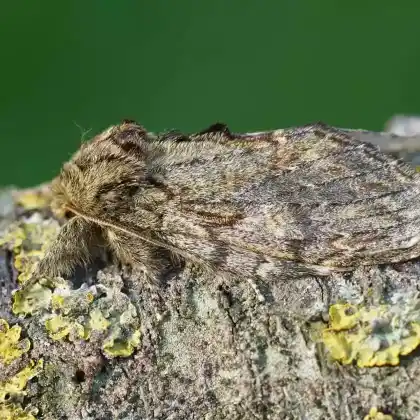 Foto von Eichen-Zahnspinner (Peridea anceps)