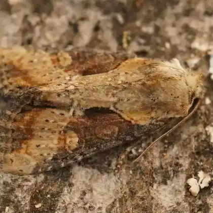 Foto von Röhricht-Graseule (Apamea ophiogramma)