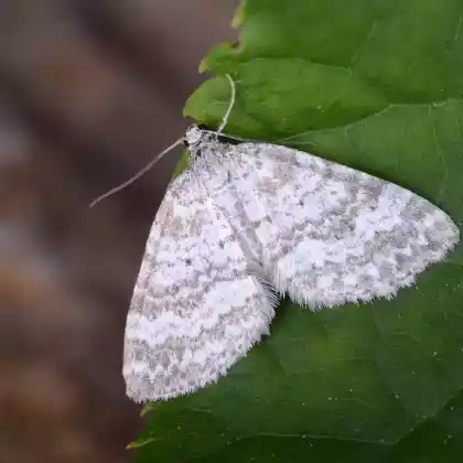 Foto von Klappertopf-Kapselspanner (Perizoma albulata)