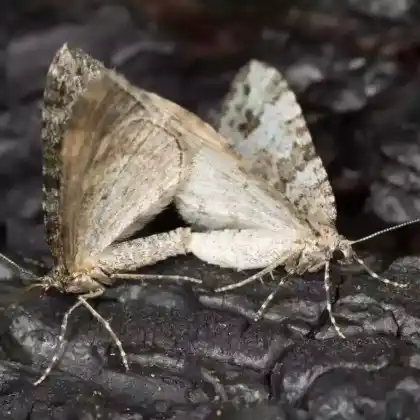 Foto von Augentrost-Kapselspanner (Perizoma didymata)