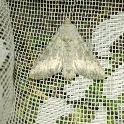 Foto von Platingraue Grasbüscheleule (Apamea platinea)