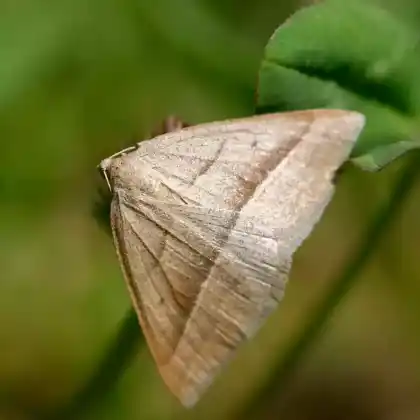 Foto von Moorwald-Adlerfarnspanner (Petrophora chlorosata)