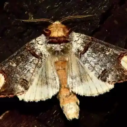 Foto von Mondfleck (Phalera bucephala)