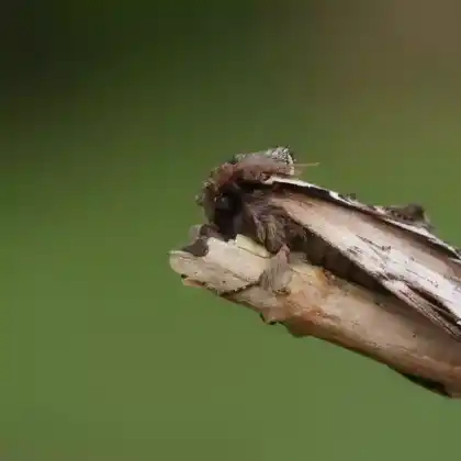 Foto von Birken-Zahnspinner (Pheosia gnoma)