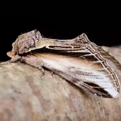 Foto von Pappelzahnspinner (Pheosia tremula)