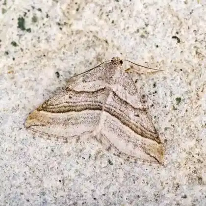 Foto von Streifenspanner (Phibalapteryx virgata)