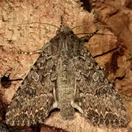Foto von Haldenflur-Reitgraseule (Apamea remissa)