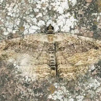Foto von Großer Kreuzdornspanner (Philereme transversata)